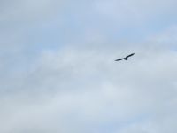 Seeadler &ndash; &copy; Heike Heinen (Eberhardt TRAVEL)