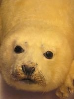 im Polarmuseum &ndash; &copy; Heike Heinen (Eberhardt TRAVEL)