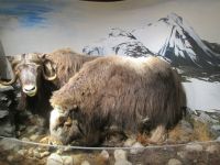 im Polarmuseum &ndash; &copy; Heike Heinen (Eberhardt TRAVEL)