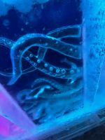 Magic Ice Bar in Svolvær  &ndash; &copy; Madlena Voigt (Eberhardt TRAVEL)
