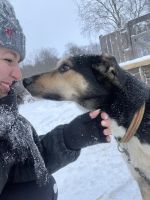 Huskys &ndash; &copy; Madlena Voigt (Eberhardt TRAVEL)