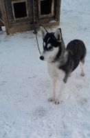 Husky  &ndash; &copy; Ingrid Langer (Eberhardt TRAVEL)