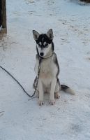 Husky  &ndash; &copy; Ingrid Langer (Eberhardt TRAVEL)