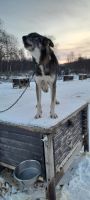 Husky  &ndash; &copy; Ingrid Langer (Eberhardt TRAVEL)