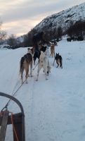 Ausflug zu den Huskys  &ndash; &copy; Ingrid Langer (Eberhardt TRAVEL)