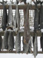 Stockfisch &ndash; &copy; Heike Heinen (Eberhardt TRAVEL)