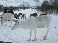 Inga Sami Siida &ndash; &copy; Heike Heinen (Eberhardt TRAVEL)