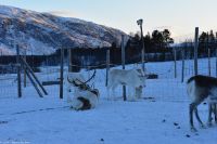 Alta - Sami Siida &ndash; &copy; Martin Büchner (Eberhardt TRAVEL)