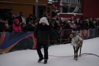 Präsentation Rentiere - Rentier-Rennen Tromsö - Samiwoche &ndash; &copy; Martin Gruhle (Eberhardt TRAVEL)