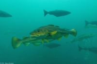 Aquarium Ålesund &ndash; &copy; Martin Büchner (Eberhardt TRAVEL)