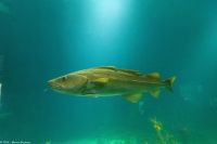Aquarium Ålesund &ndash; &copy; Martin Büchner (Eberhardt TRAVEL)