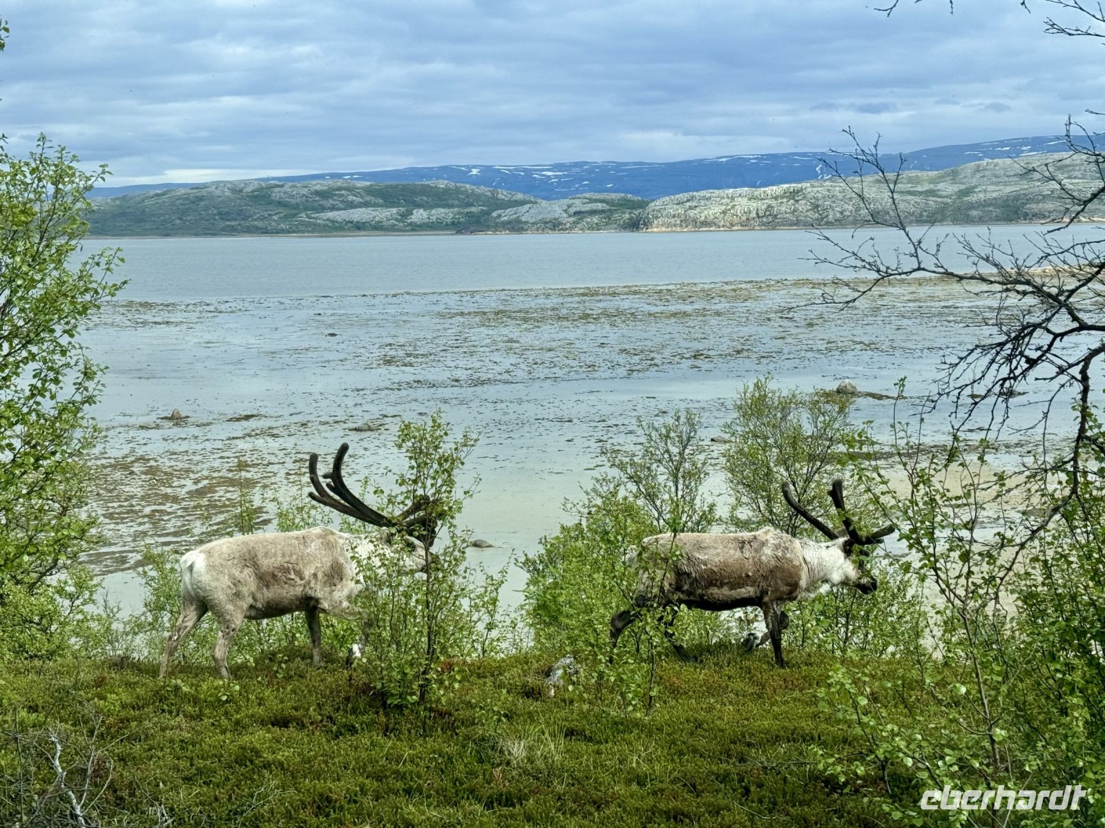 Tag 6 - Rentiere &ndash; &copy; Christin Kuschka (Eberhardt TRAVEL)