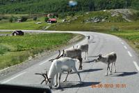 Rentiere &ndash; &copy; Martin Büchner (Eberhardt TRAVEL)