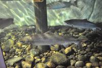 Namsen Laksakvarium &ndash; &copy; Martin Büchner (Eberhardt TRAVEL)
