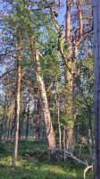 im Wald &ndash; &copy; Sylvia Führ (Eberhardt TRAVEL)