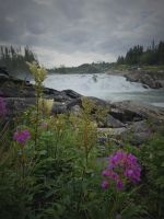 Laksforsen &ndash; &copy; Mariele Koeckeritz (Eberhardt TRAVEL)
