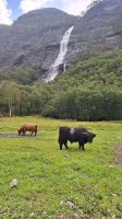 Asafoss