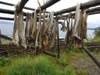 Hurtigruten: Ausflug Vesteralen-Inseln &ndash; &copy; Inge Bily (Eberhardt TRAVEL)