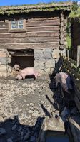 20240910 8 glückliche Schweine.jpg &ndash; &copy; Michael Rass (Eberhardt TRAVEL)