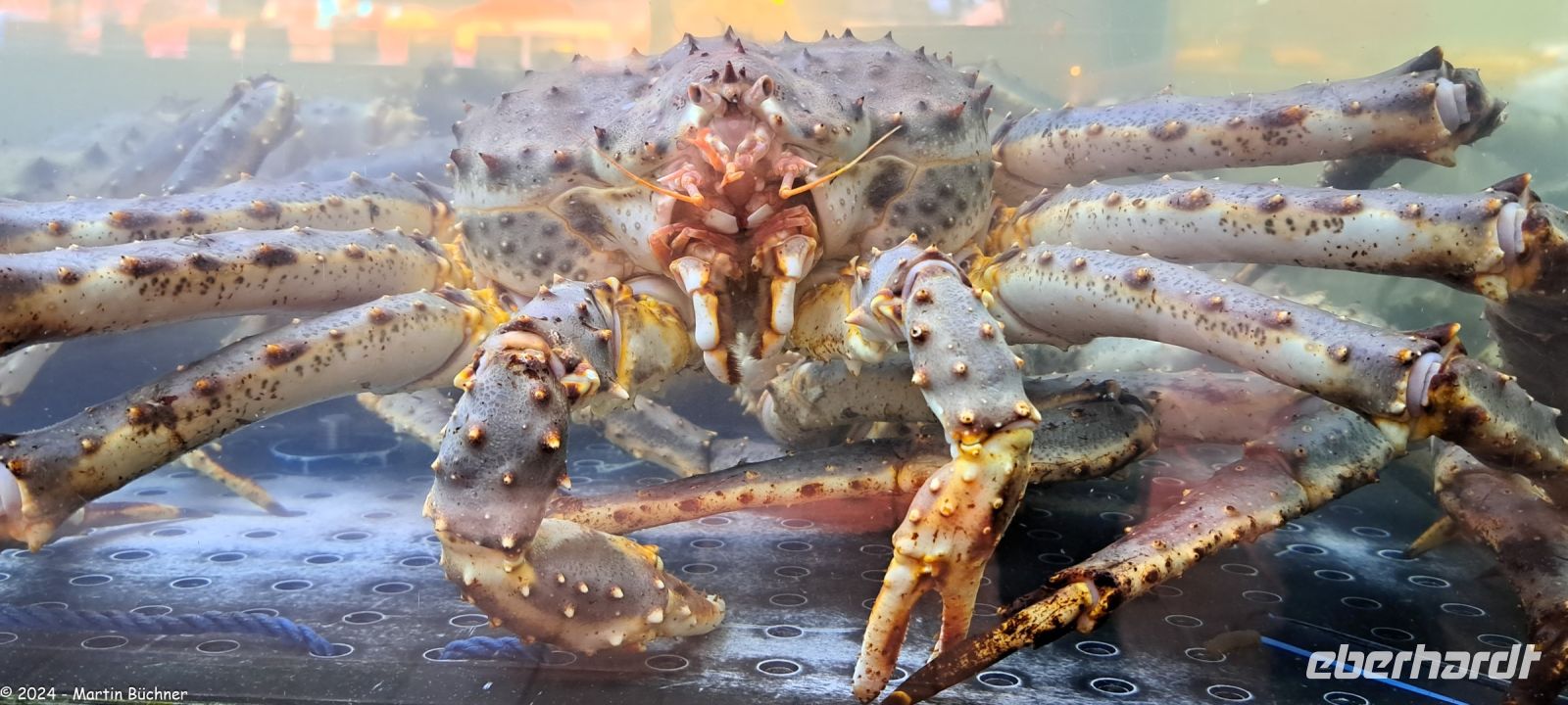 Bergen - Besuch der Fischhalle (Fischmarkt) - Königskrabbe &ndash; &copy; Martin Büchner (Eberhardt TRAVEL)