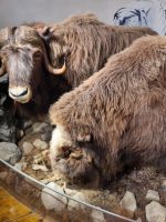 Polarmuseum (8) &ndash; &copy; Marcus Hasselhorst (Eberhardt TRAVEL)