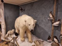 Polarbärensociety (2) &ndash; &copy; Marcus Hasselhorst (Eberhardt TRAVEL)