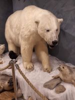 Polarbärensociety (4) &ndash; &copy; Marcus Hasselhorst (Eberhardt TRAVEL)