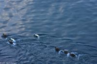 Eiderenten - das schwimmende Gold Nordnorwegens (die Weibchen!) im Trondheimfjord &ndash; &copy; Martin Büchner (Eberhardt TRAVEL)