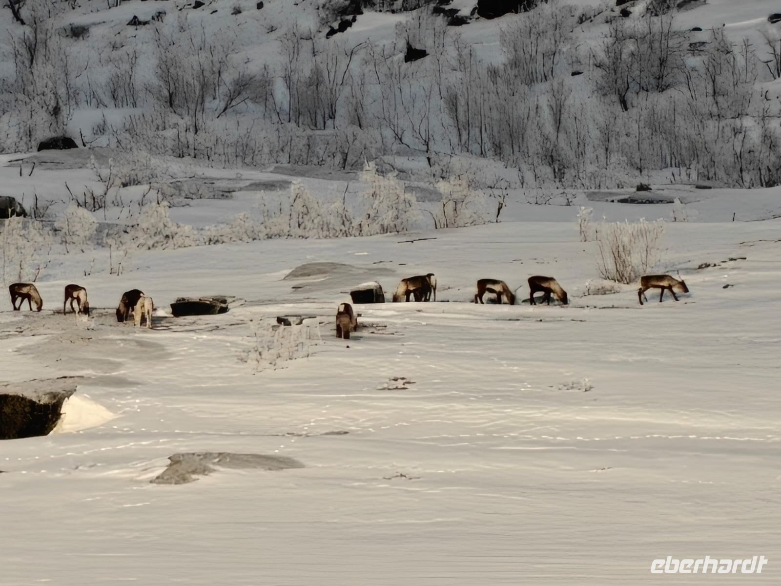 Rentiere im Abisko Nationalpark &ndash; &copy; Sinah Witzig (Eberhardt TRAVEL)