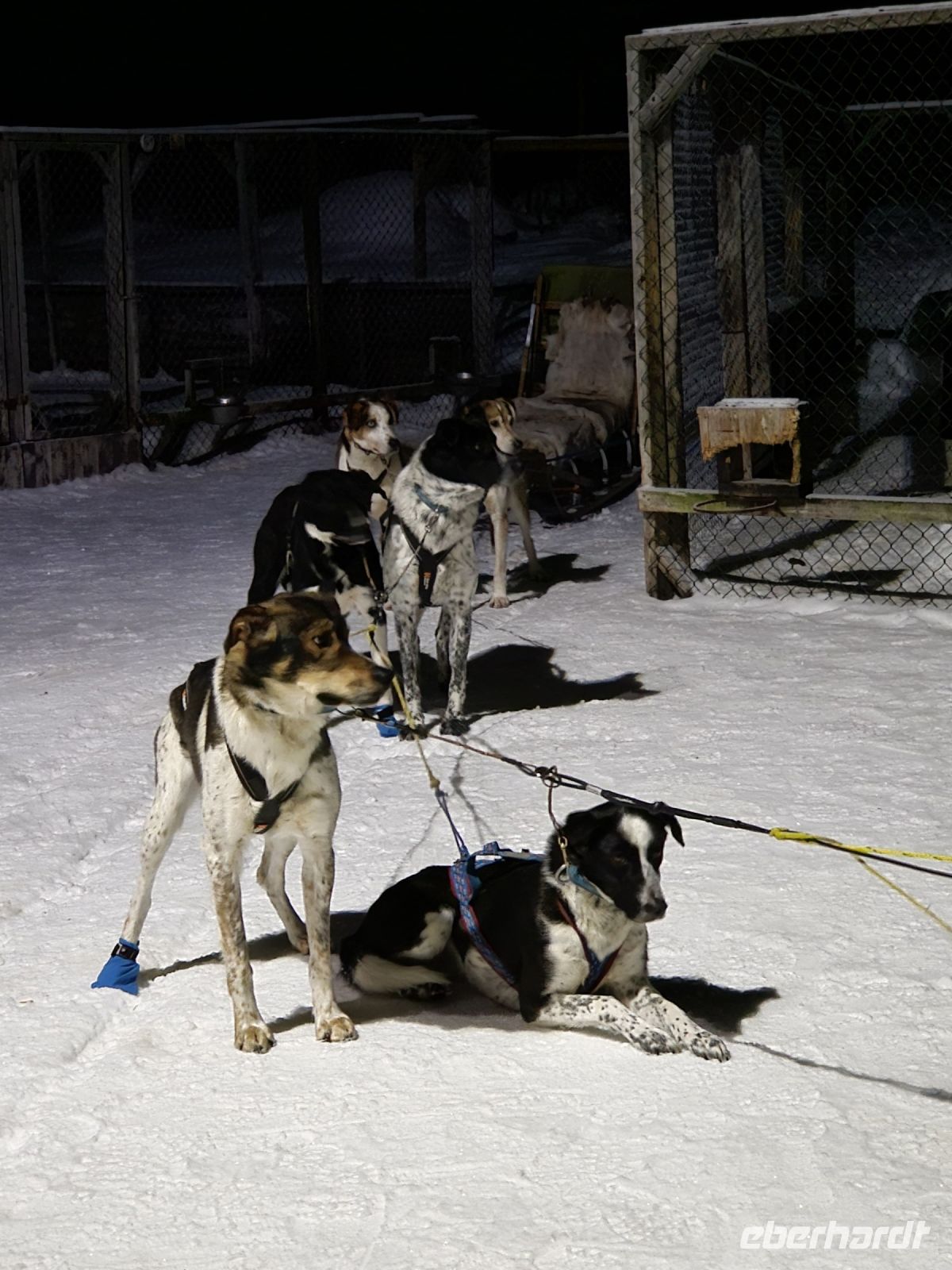 Huskyschlitten-Fahrt &ndash; &copy; Sinah Witzig (Eberhardt TRAVEL)