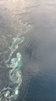 Saltstraumen