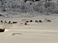 Rentiere im Abisko Nationalpark &ndash; &copy; Sinah Witzig (Eberhardt TRAVEL)