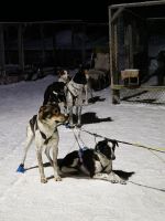 Huskyschlitten-Fahrt &ndash; &copy; Sinah Witzig (Eberhardt TRAVEL)