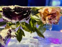 Tag 9 - Magic ICE Bar, Svolvær &ndash; &copy; Christin Kuschka (Eberhardt TRAVEL)