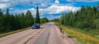 Finnisch Lappland - E75 - Eismeerstraße - Lappländische Verkehrsteilnehmer - Rentiere &ndash; &copy; Martin Büchner (Eberhardt TRAVEL)