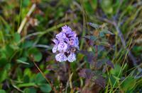 072 Blumen auf der Nordkapinsel &ndash; &copy; Konrad Füssel (Eberhardt TRAVEL)
