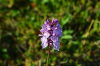 075 Blumen auf der Nordkapinsel &ndash; &copy; Konrad Füssel (Eberhardt TRAVEL)