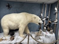 Hammerfest - Eisbärenclub &ndash; &copy; Sabine Letzybyll (Eberhardt TRAVEL)
