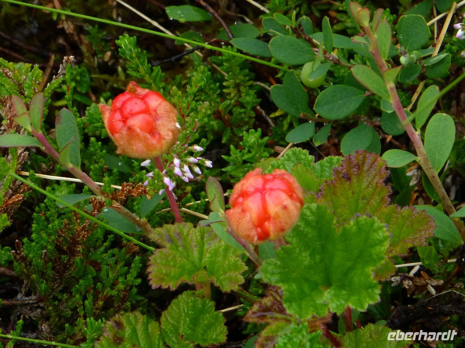 Moltebeeren &ndash; &copy; Claudia Bernhardt (Eberhardt TRAVEL)