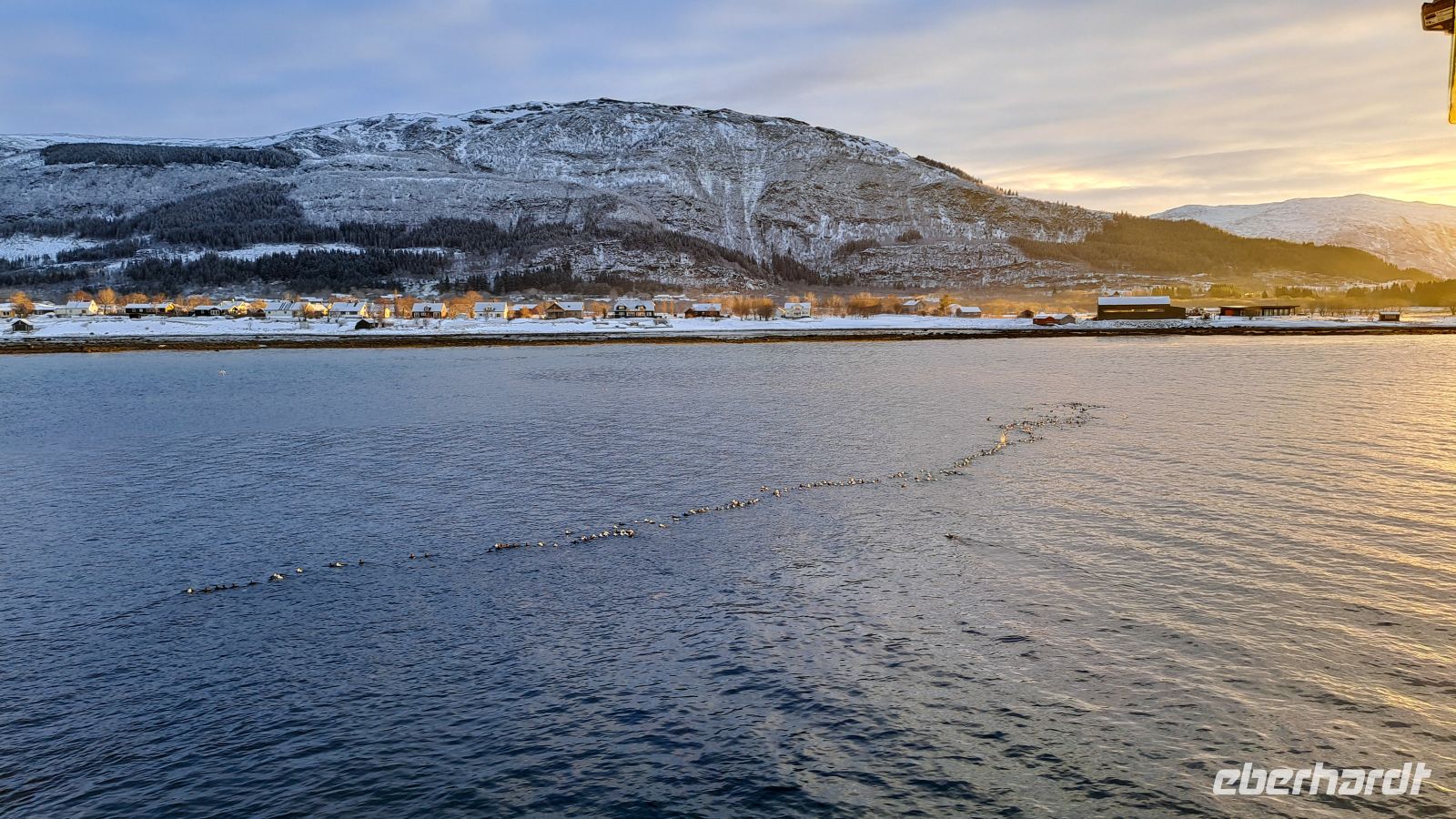 Helgelandsküste - Nesna - Eiderenten &ndash; &copy; Martin Büchner (Eberhardt TRAVEL)