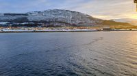 Helgelandsküste - Nesna - Eiderenten &ndash; &copy; Martin Büchner (Eberhardt TRAVEL)