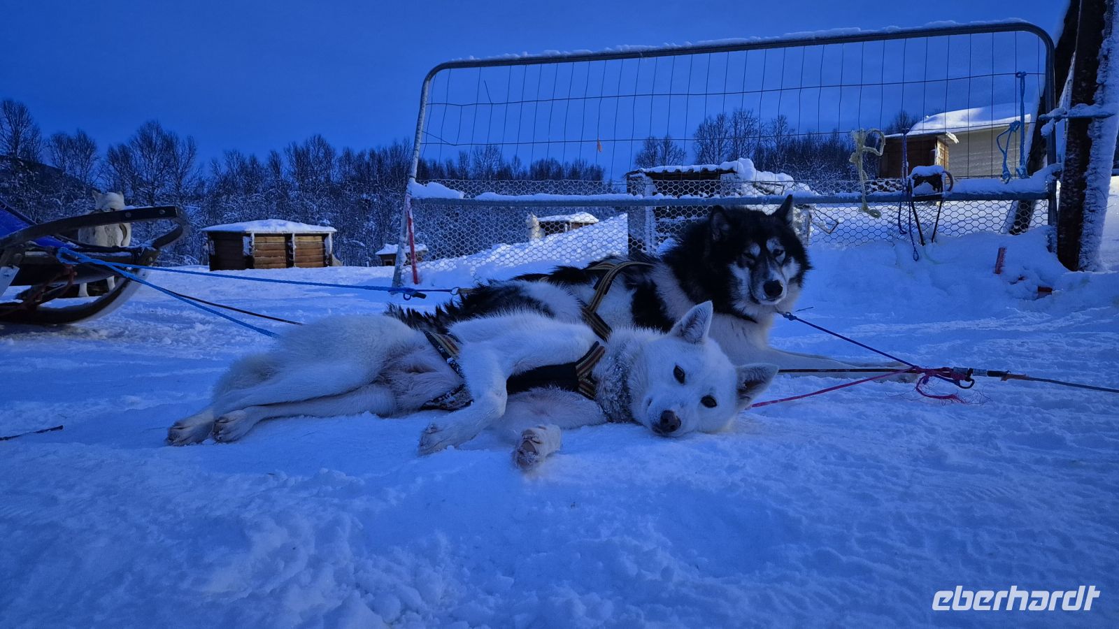 Senja Husky Adventure &ndash; &copy; Sinah Witzig (Eberhardt TRAVEL)
