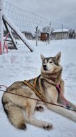 Senja Husky Adventure &ndash; &copy; Sinah Witzig (Eberhardt TRAVEL)