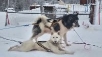 Senja Husky Adventure &ndash; &copy; Sinah Witzig (Eberhardt TRAVEL)
