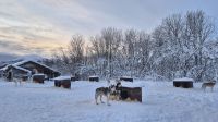 Senja Husky Adventure &ndash; &copy; Sinah Witzig (Eberhardt TRAVEL)