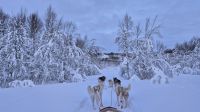 Senja Husky Adventure &ndash; &copy; Sinah Witzig (Eberhardt TRAVEL)