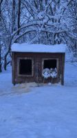 Senja Husky Adventure &ndash; &copy; Sinah Witzig (Eberhardt TRAVEL)