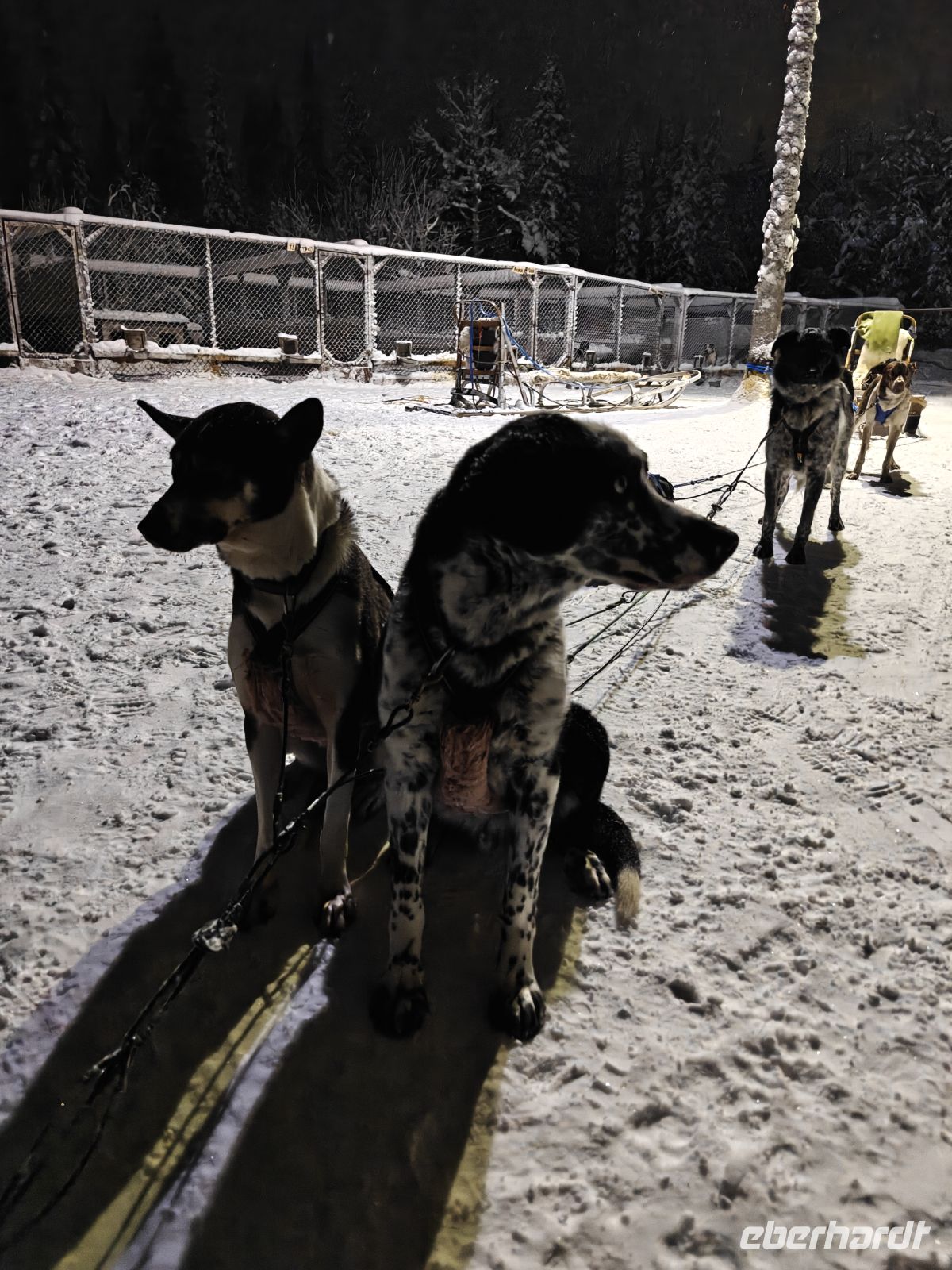 Huskyschlitten-Fahrt &ndash; &copy; Sinah Witzig (Eberhardt TRAVEL)