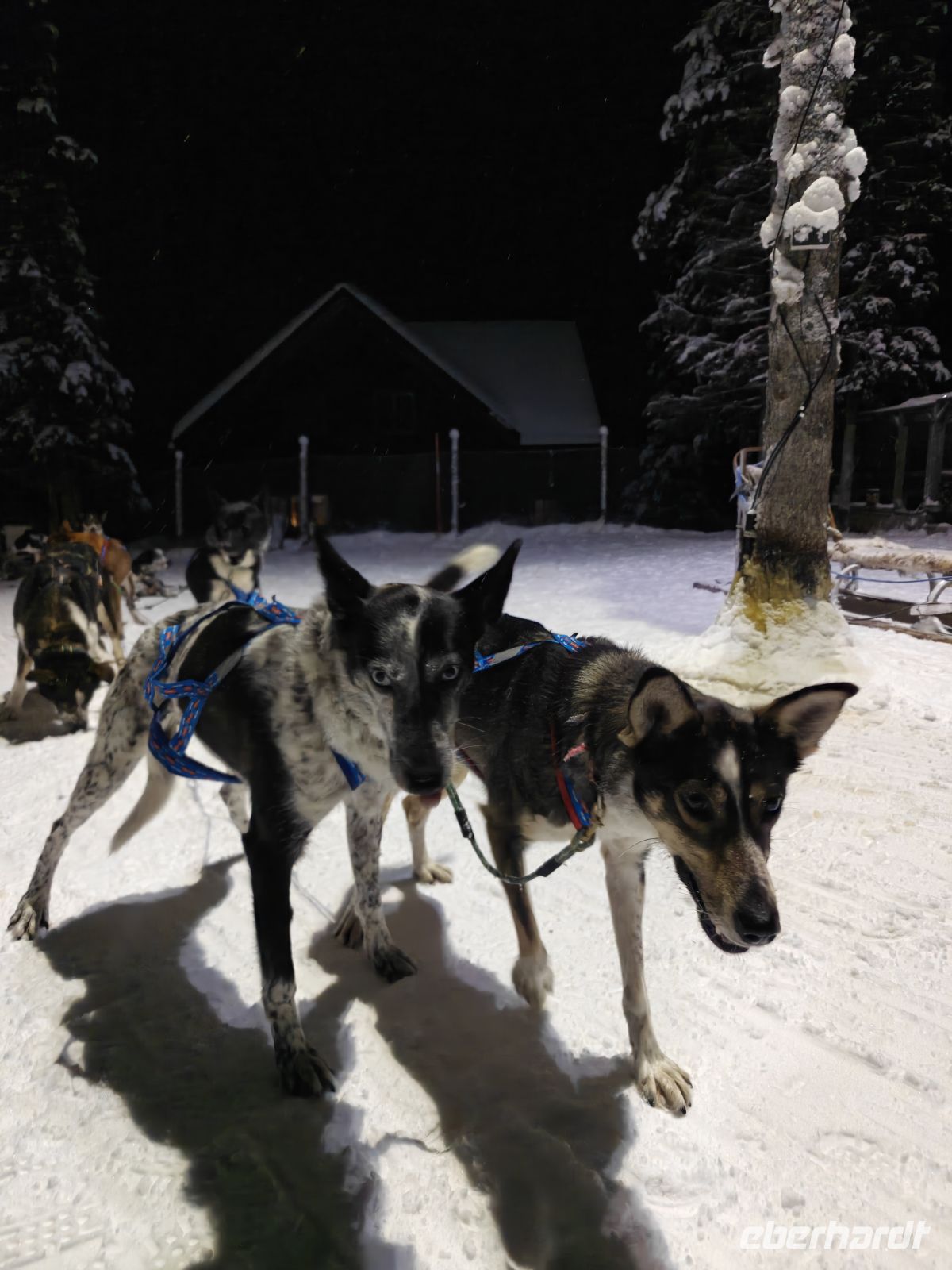 Huskyschlitten-Fahrt &ndash; &copy; Sinah Witzig (Eberhardt TRAVEL)