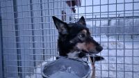 Huskyschlitten-Fahrt &ndash; &copy; Sinah Witzig (Eberhardt TRAVEL)